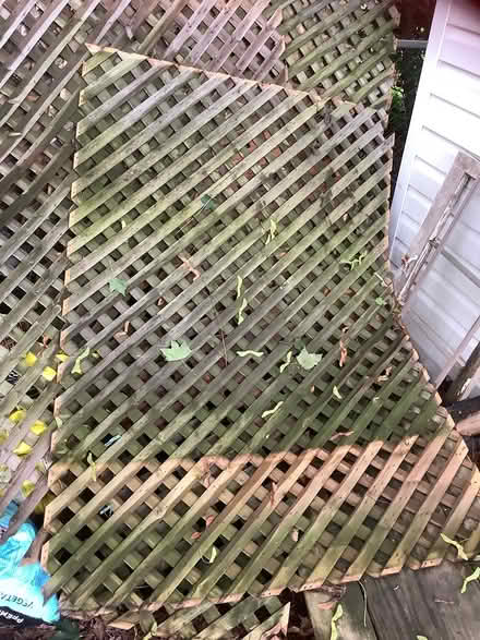 Photo of free Lattice (Beacon Hill North) #1