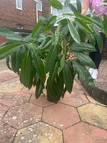 Photo of free House plant (Stourport-on-Severn DY13) #1