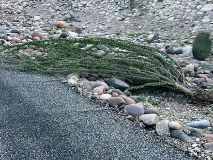 Photo of free Ocotillo down (Foothills near River Craycroft) #1