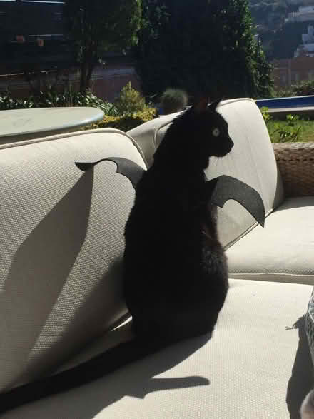 Photo of free Cat bat wings (adjustable) (Littlemore OX4) #1