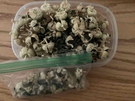 Photo of free Hollyhock Seeds (North Walnut Creek) #1