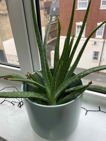 Photo of free aloe plant (pot not included) (Bethnal Green) #1