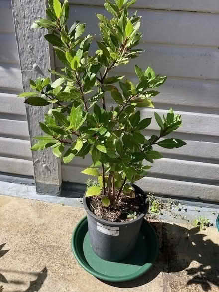 Photo of free Small Bay Tree (Purley on Thames RG31) #1