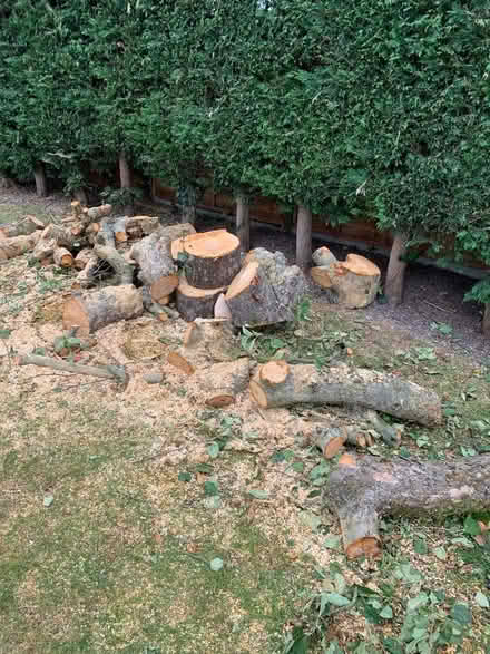 Photo of free Wood logs (Salph End MK41) #1