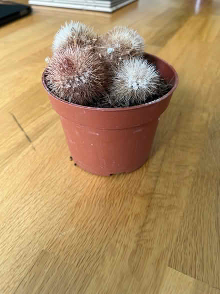 Photo of free Small mini cactus plant (Moortown LS17) #1