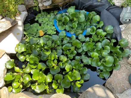 Photo of free Waterplants (Williams Parkway and 10) #1