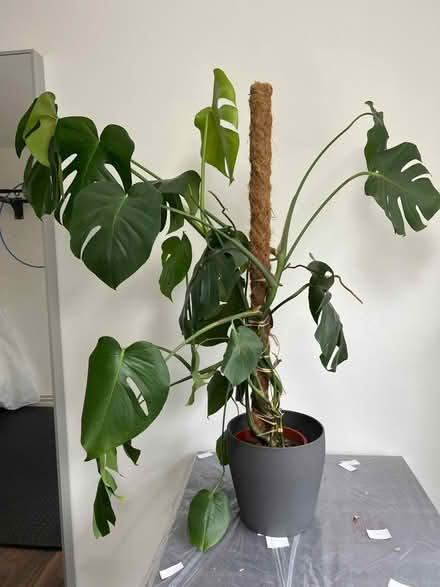 Photo of free Needs a new home .Pot not included (Bethnal Green) #1