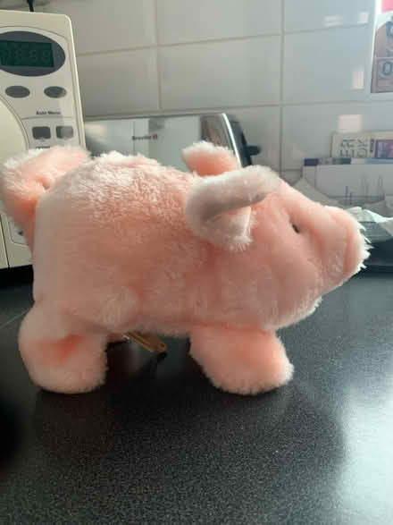 Photo of free Battery operated pig (Littleover Derby DE23) #2