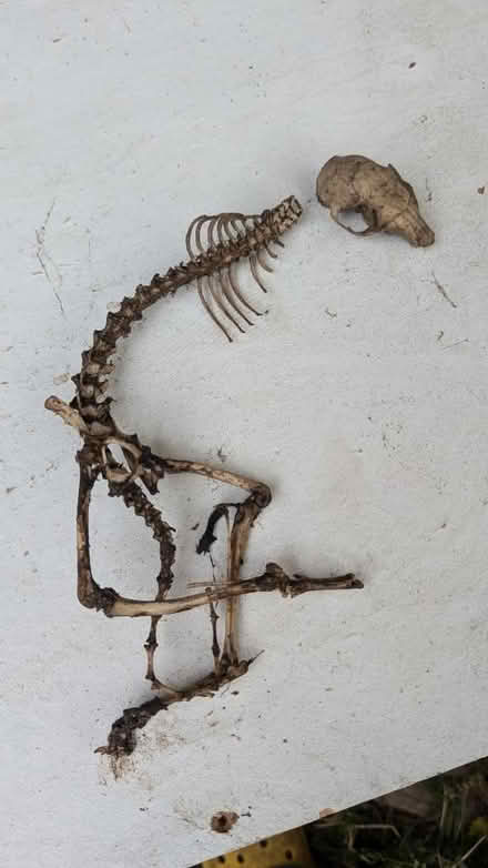 Photo of free Squirrel skeleton (King George's Park: SW18 4) #1