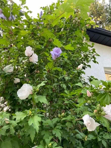 Photo of free Rose of Sharon (Port Credit) #2
