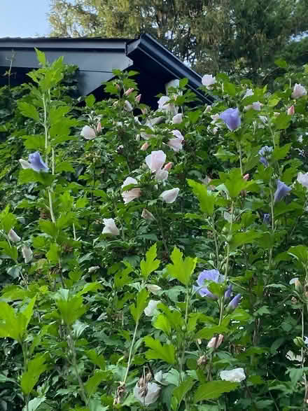 Photo of free Rose of Sharon (Port Credit) #1