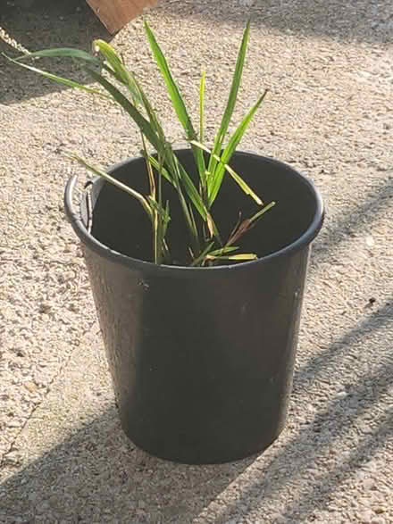 Photo of free Crocosmia bulbs. (Headington OX3) #1