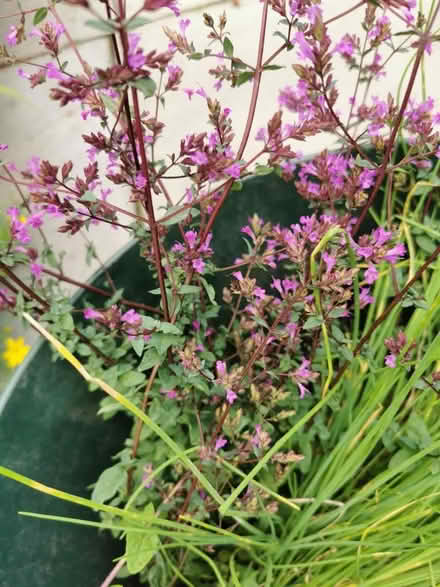 Photo of free Plants (M35 Failsworth, Manchester) #2