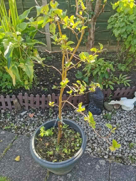 Photo of free Apple tree (M35 Failsworth, Manchester) #1