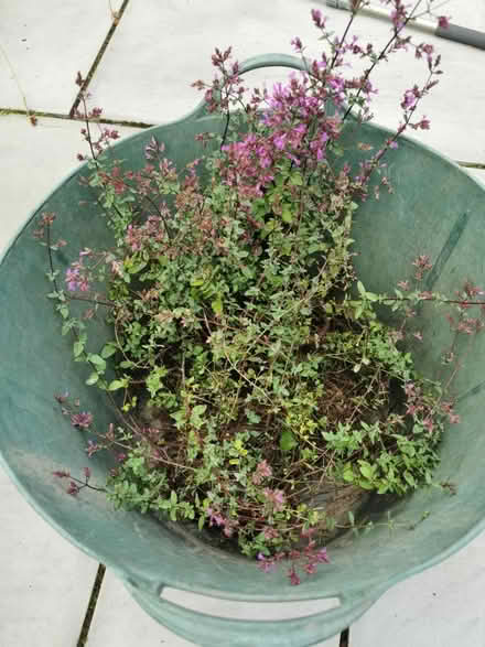 Photo of free Plant originum (M35 Failsworth, Manchester) #1