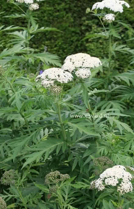 Photo of free Tanacetum macrophyllum (M35 Failsworth, Manchester) #1