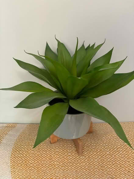 Photo of free Artificial aloe (BS3) #1