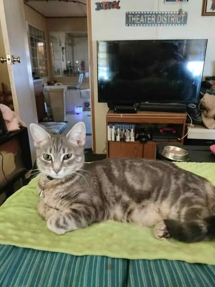 Photo of Cat food (South Mooresville) #2