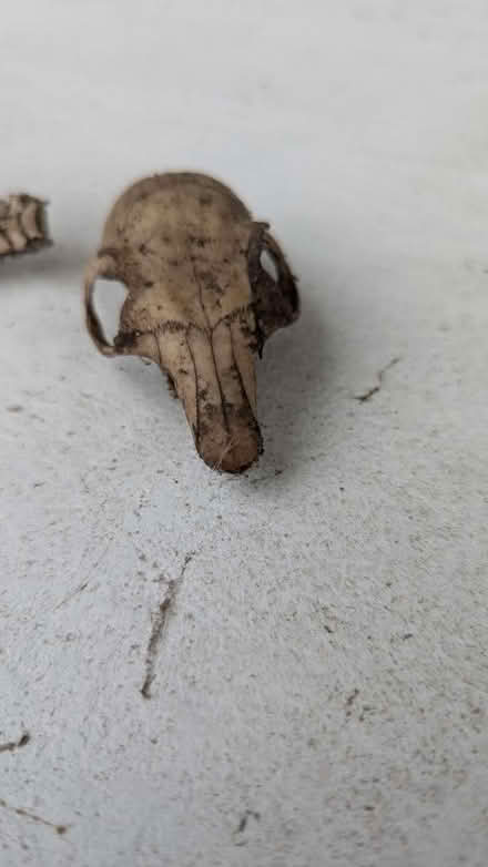 Photo of free Squirrel skeleton (King George's Park: SW18 4) #2