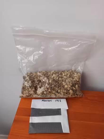Photo of free Hollyhocks and muscari seeds (OX3 Wood Farm) #1