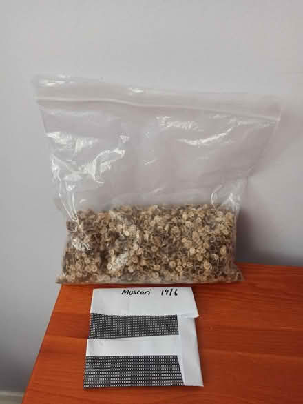 Photo of free Hollyhocks and muscari seeds (OX3 Wood Farm) #1