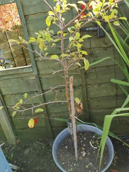 Photo of free Another apple tree (M35 Failsworth, Manchester) #1