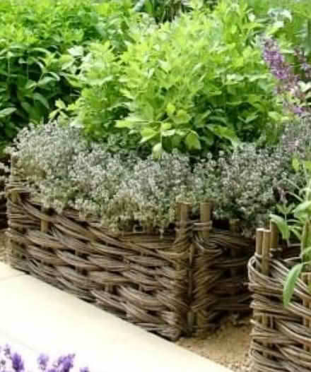 Photo of free Willow planter (CV9 atherstone) #1