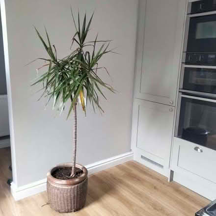 Photo of free Indoor palm plant (Sutton Lane Ends SK11) #1