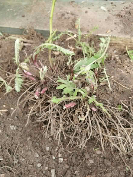 Photo of free Tanacetum macrophyllum (M35 Failsworth, Manchester) #2