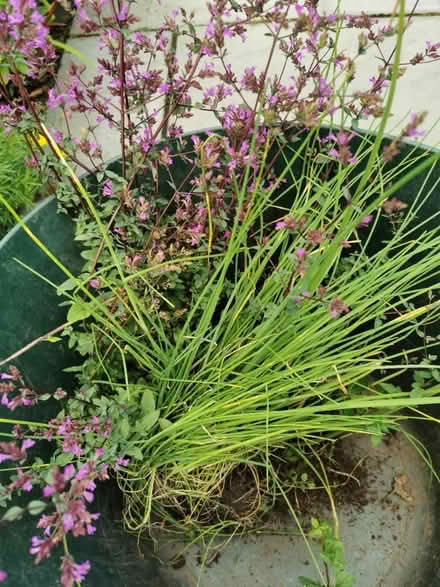 Photo of free Plants (M35 Failsworth, Manchester) #1