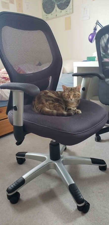Photo of free Office chair (Palmer Park RG6) #1
