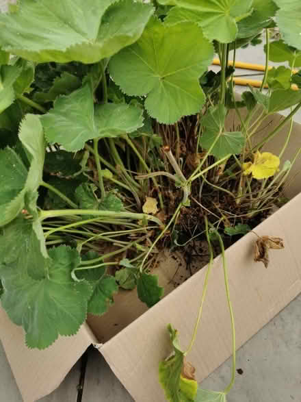 Photo of free Ladies mantel plant (M35 Failsworth, Manchester) #2