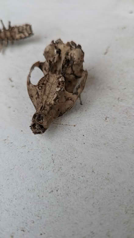 Photo of free Squirrel skeleton (King George's Park: SW18 4) #3