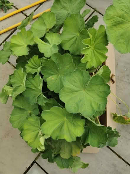 Photo of free Ladies mantel plant (M35 Failsworth, Manchester) #1