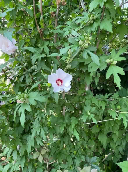 Photo of free Rose of Sharon (Port Credit) #3