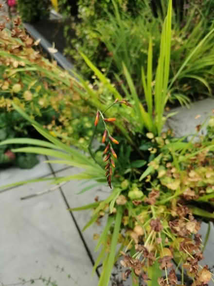 Photo of free Salvia and euphorbia (M35 Failsworth, Manchester) #2