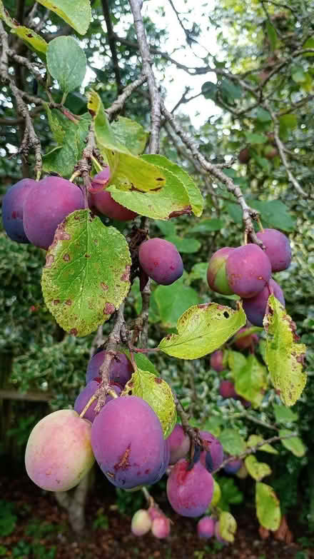Photo of free Plums (Pannal HG2) #1