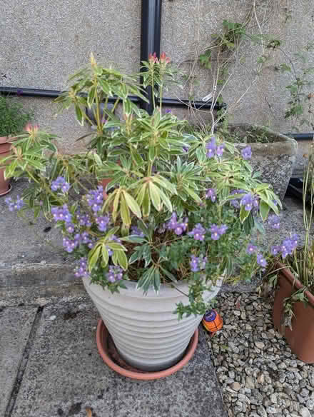 Photo of free Pieris in pot (Great Tew OX7) #1