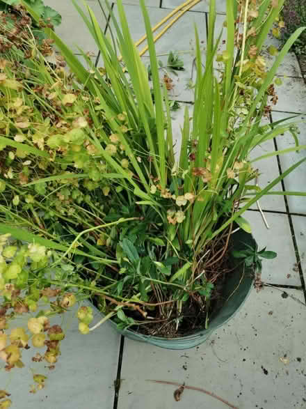 Photo of free Salvia and euphorbia (M35 Failsworth, Manchester) #1