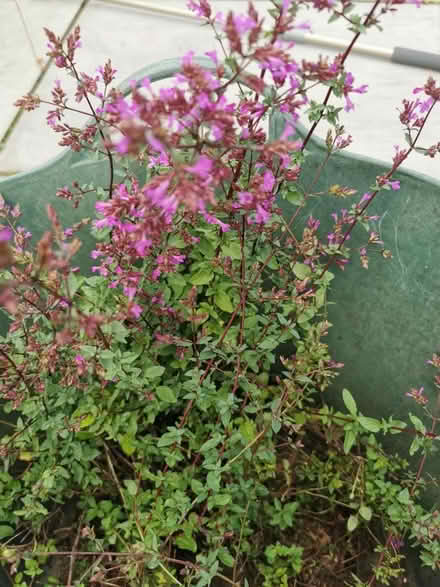 Photo of free Plant originum (M35 Failsworth, Manchester) #2