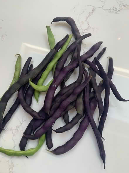 Photo of free Beans (Hoddesdon, EN11) #1