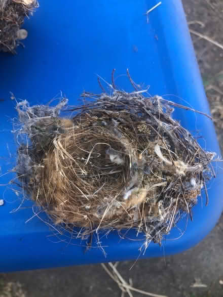 Photo of free Birds’ nests (Cambrian) #4