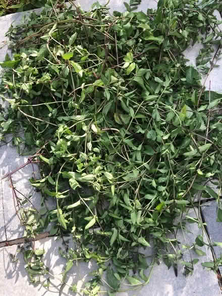 Photo of free Wild mint (WD17 Cassiobury Est) #1