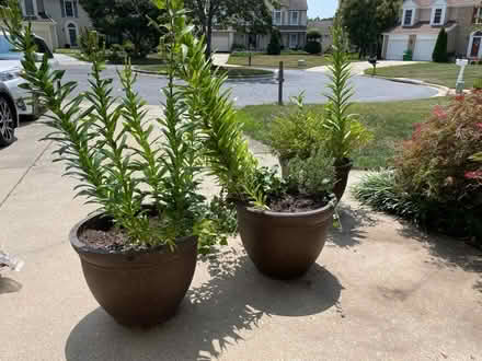 Photo of free Outdoor Plant Pots (Gtown + Clopper & Richter Farm) #2