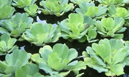 Photo of free Water Lettuce for Your Pond (Webster) #1