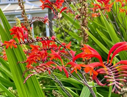 Photo of free Crocosmia bare root plants (Hatfield AL10) #2