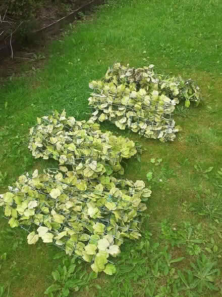 Photo of free Plastic ivy (LS18 Horsforth) #1