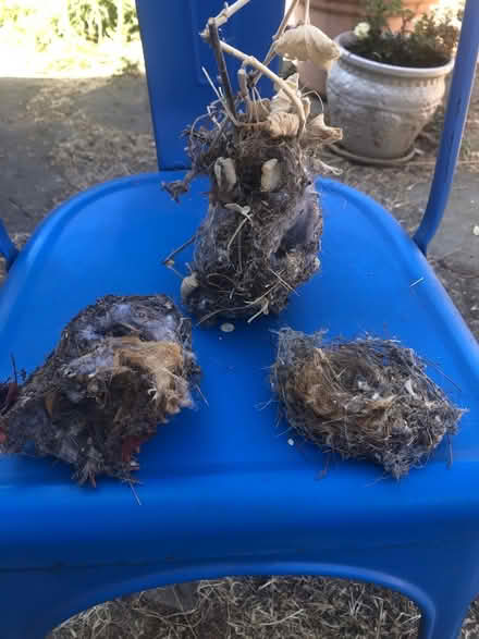 Photo of free Birds’ nests (Cambrian) #2
