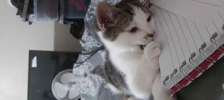 Photo of Storeg box (Shropshire) #1