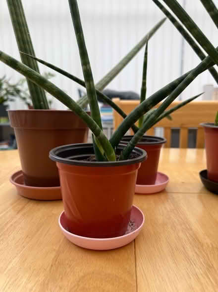 Photo of free Snake Plants (SK15 Stalybridge) #2